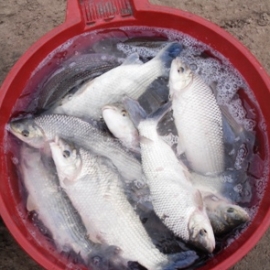 Marcaci�n de s�balos